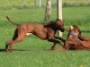 bloch_2012_0394