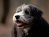 dottie