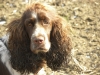 pippa pippa