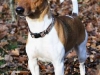 rocco